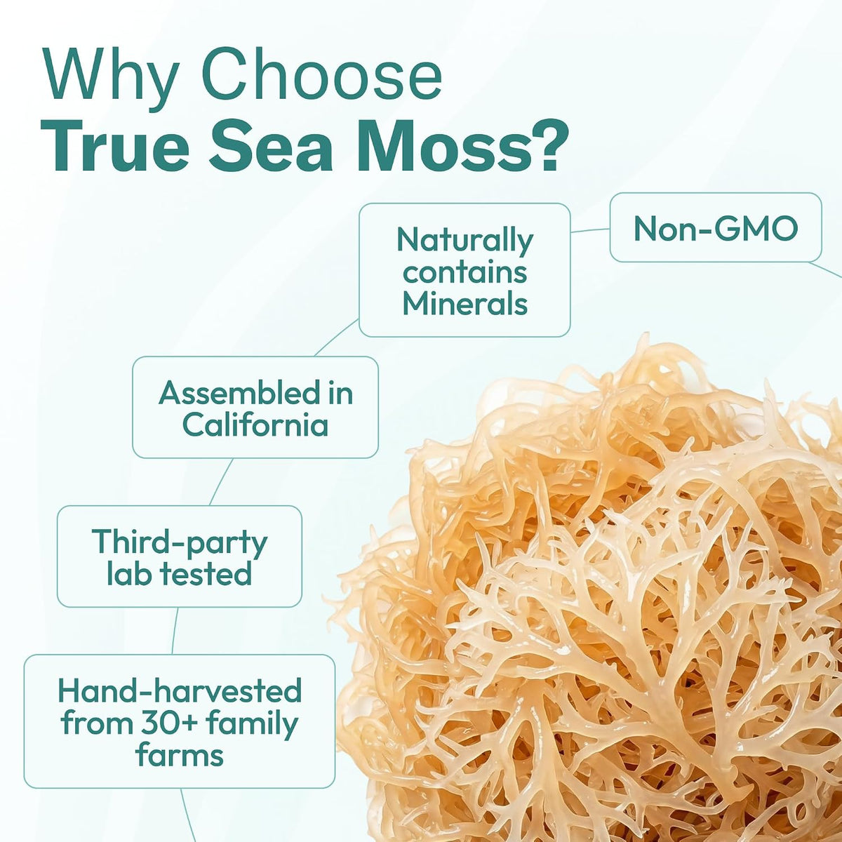 TrueSeaMoss Sea Moss Gel – Mango/Pineapple, Pack of 1 (Labels may Vary)